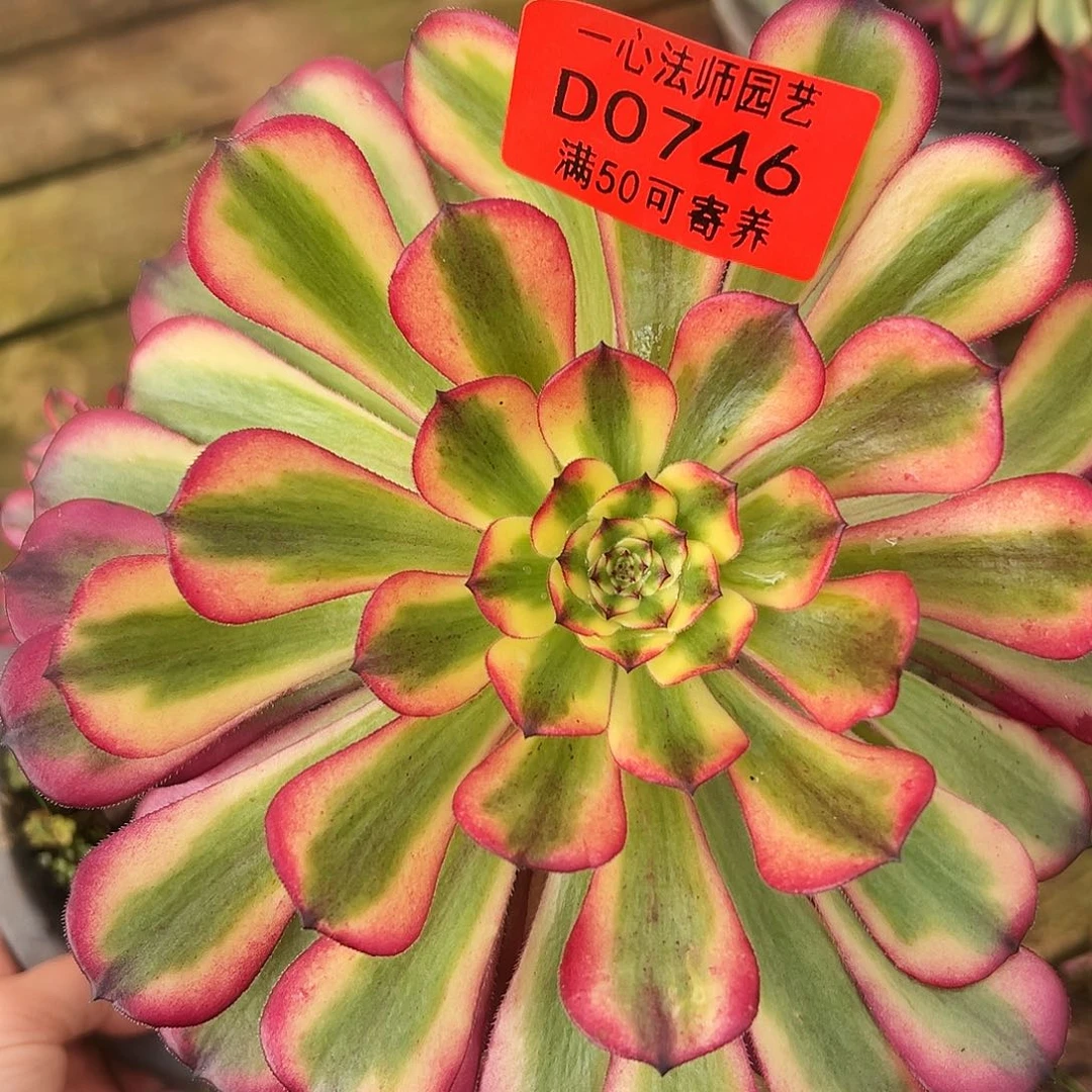 多肉植物0746多肉植物