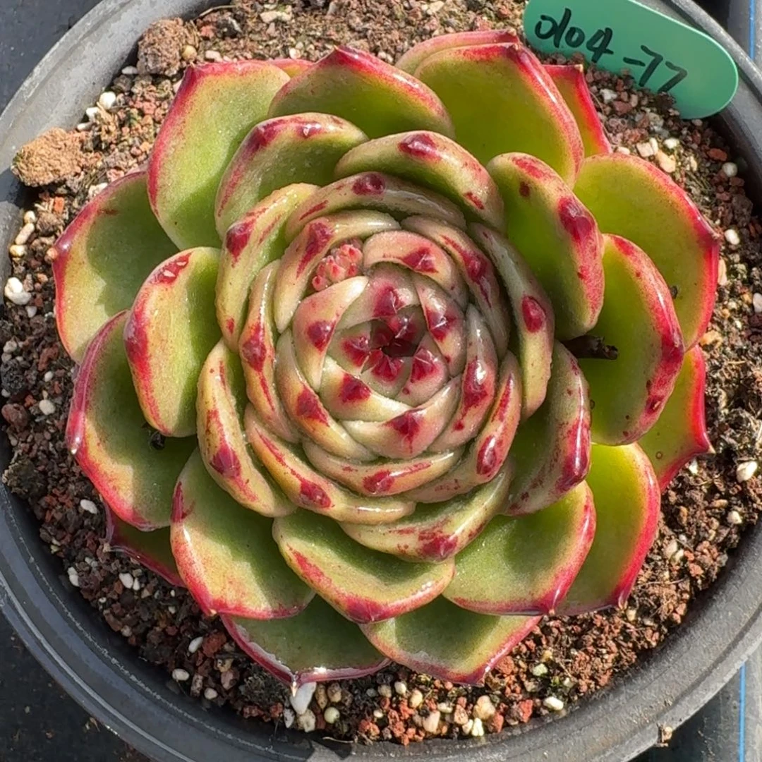 从前慢多肉精选编号0104.77