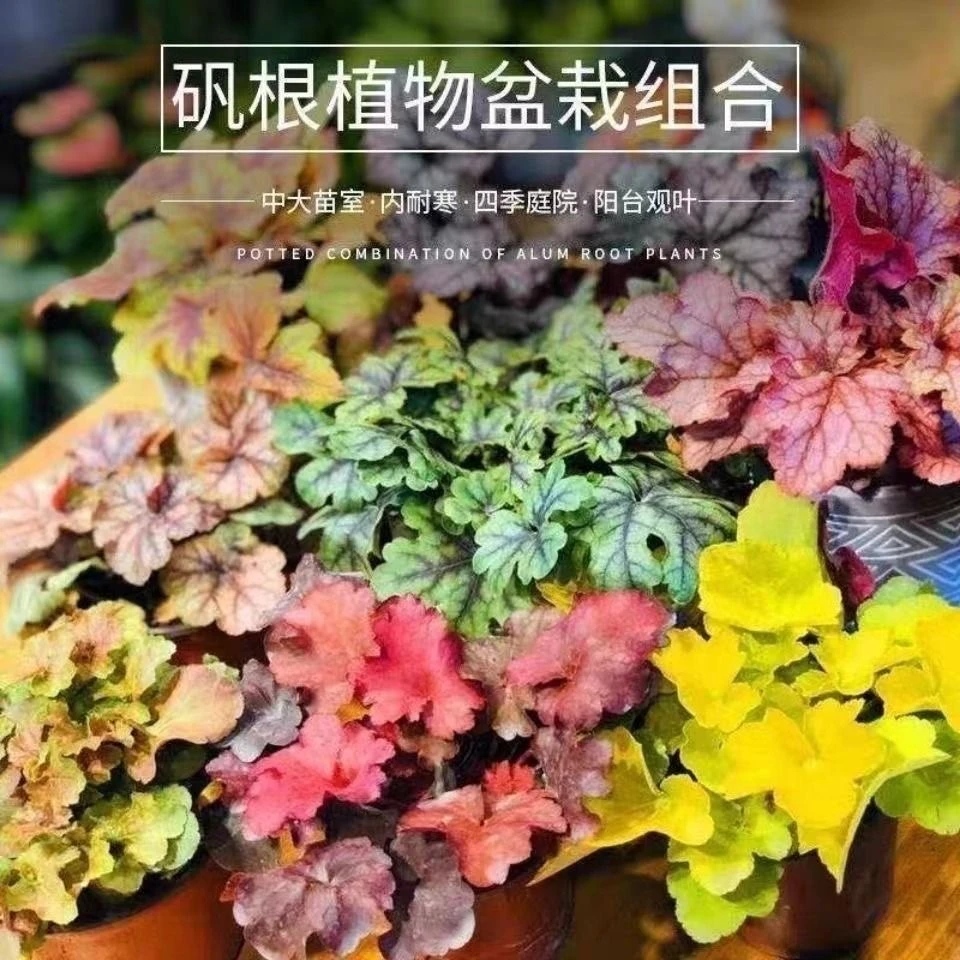 多色矾根盆栽耐寒耐热耐阴耐阳四季观叶庭院绿植
