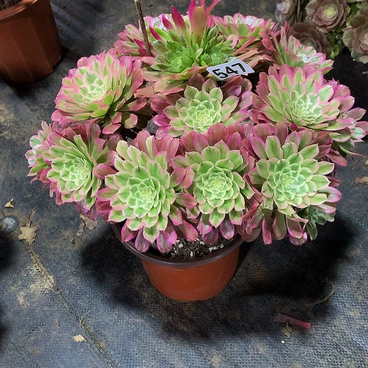 鲜****家多肉糖衣炮弹547000