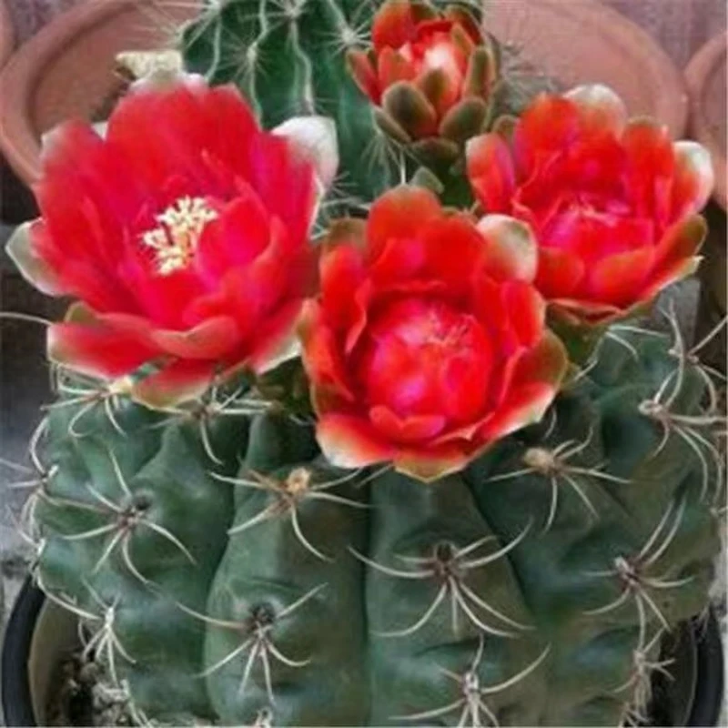 实生仙人球绯花玉会开花的仙人球新手萌萌球防辐射吸甲醛美观盆栽