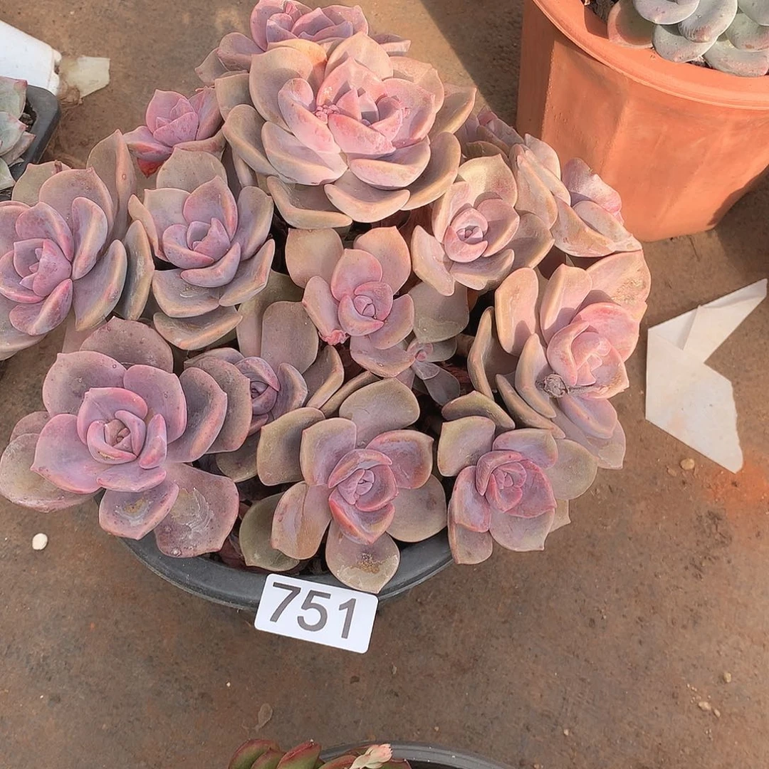 751彩虹糖 一物一拍多肉