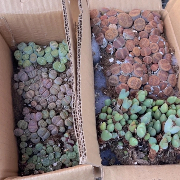 一箱两层8888888888888