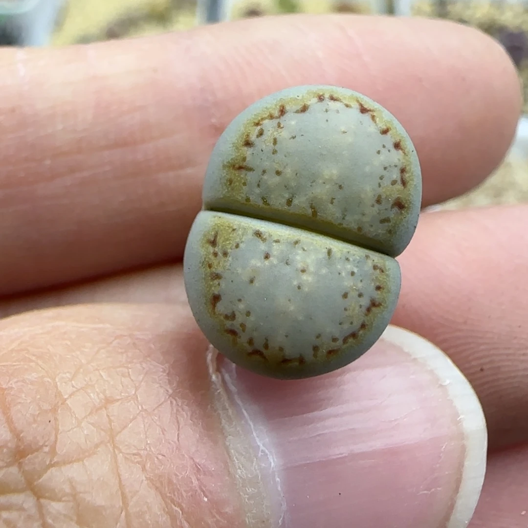 109 饼干清框福利30包邮