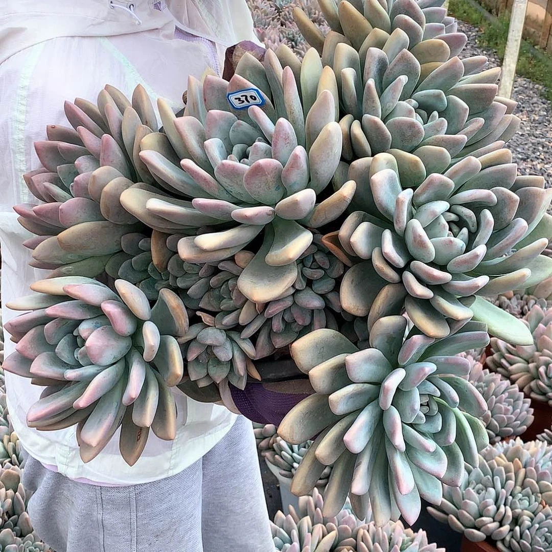 火***鸟一物一拍奥普多肉植物370