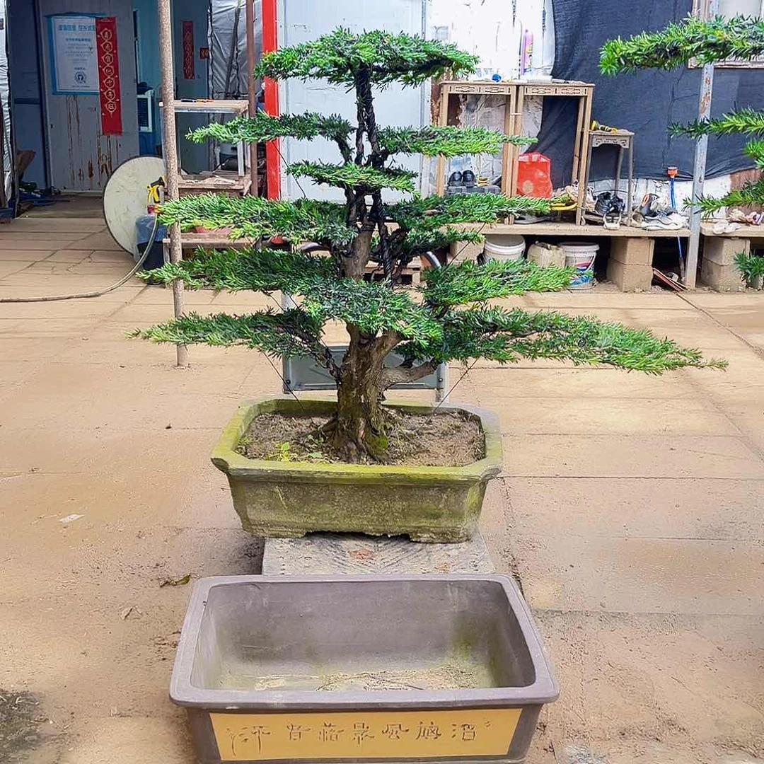 无花朵罗汉松盆景艺术