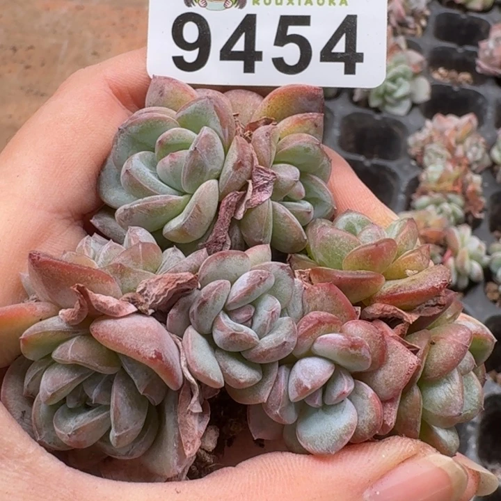 当前无花朵，栽培后可花朵多肉植物多肉植物