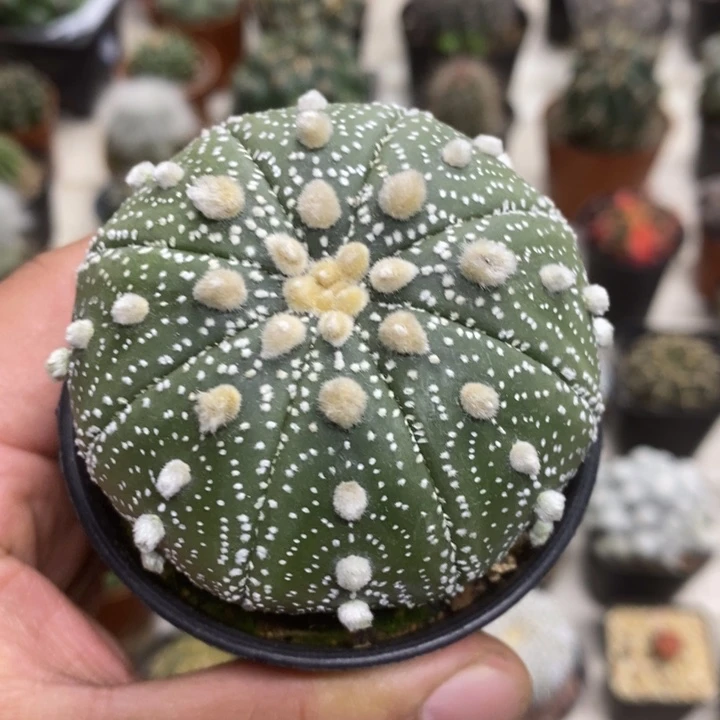 实生超兜特价福利