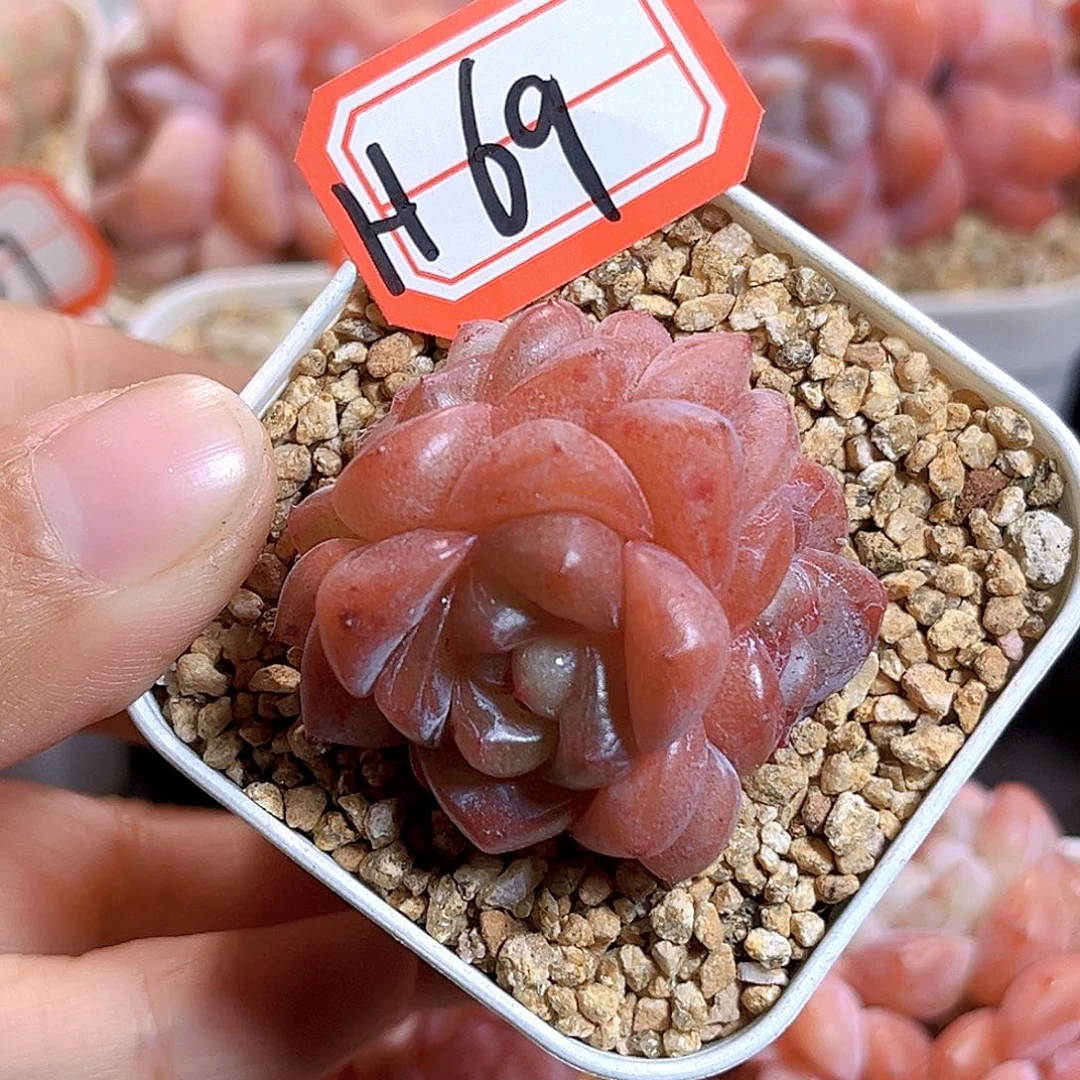 H69  新品珍妮满18包邮