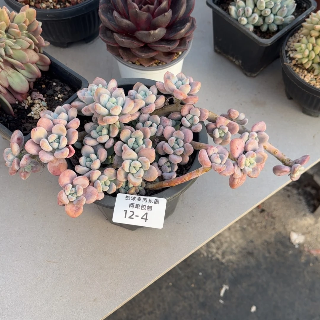 12-4红洛神多肉植物