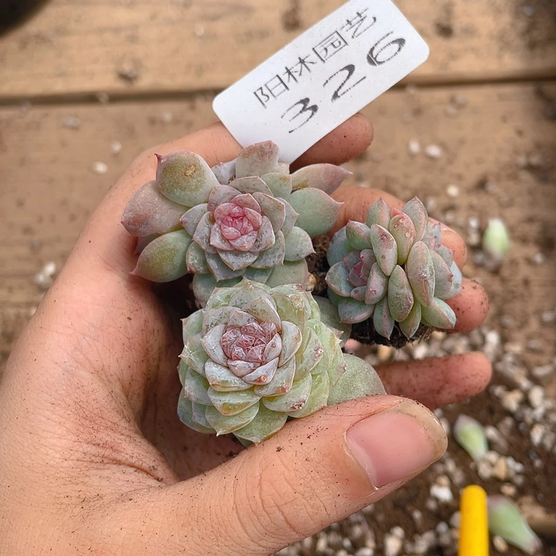 多肉植物多肉植物326