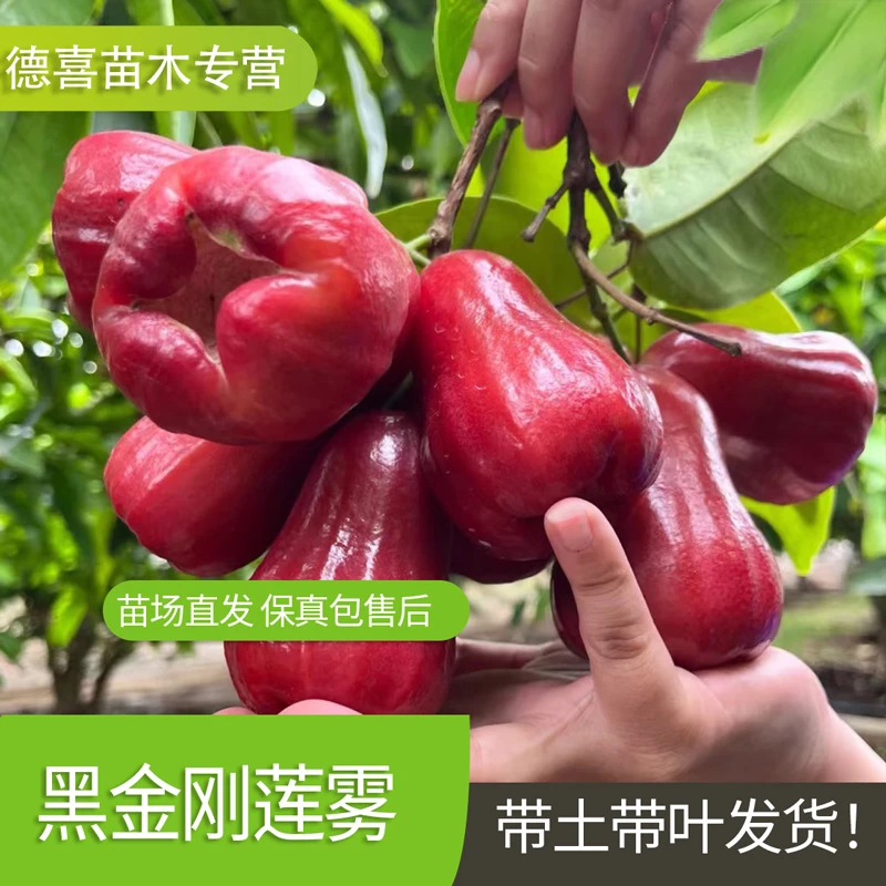 莲雾树苗黑金刚黑糖芭比台湾嫁接四季新品种南方带叶果树庭院地栽
