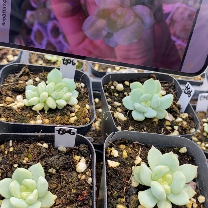 上盆甜心306一个多肉