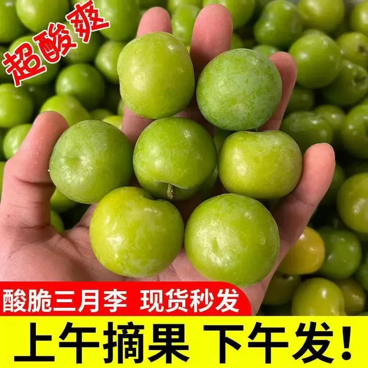 酸脆青李子三月李珍珠李青脆李孕妇新鲜酸甜水果1斤装起中大果