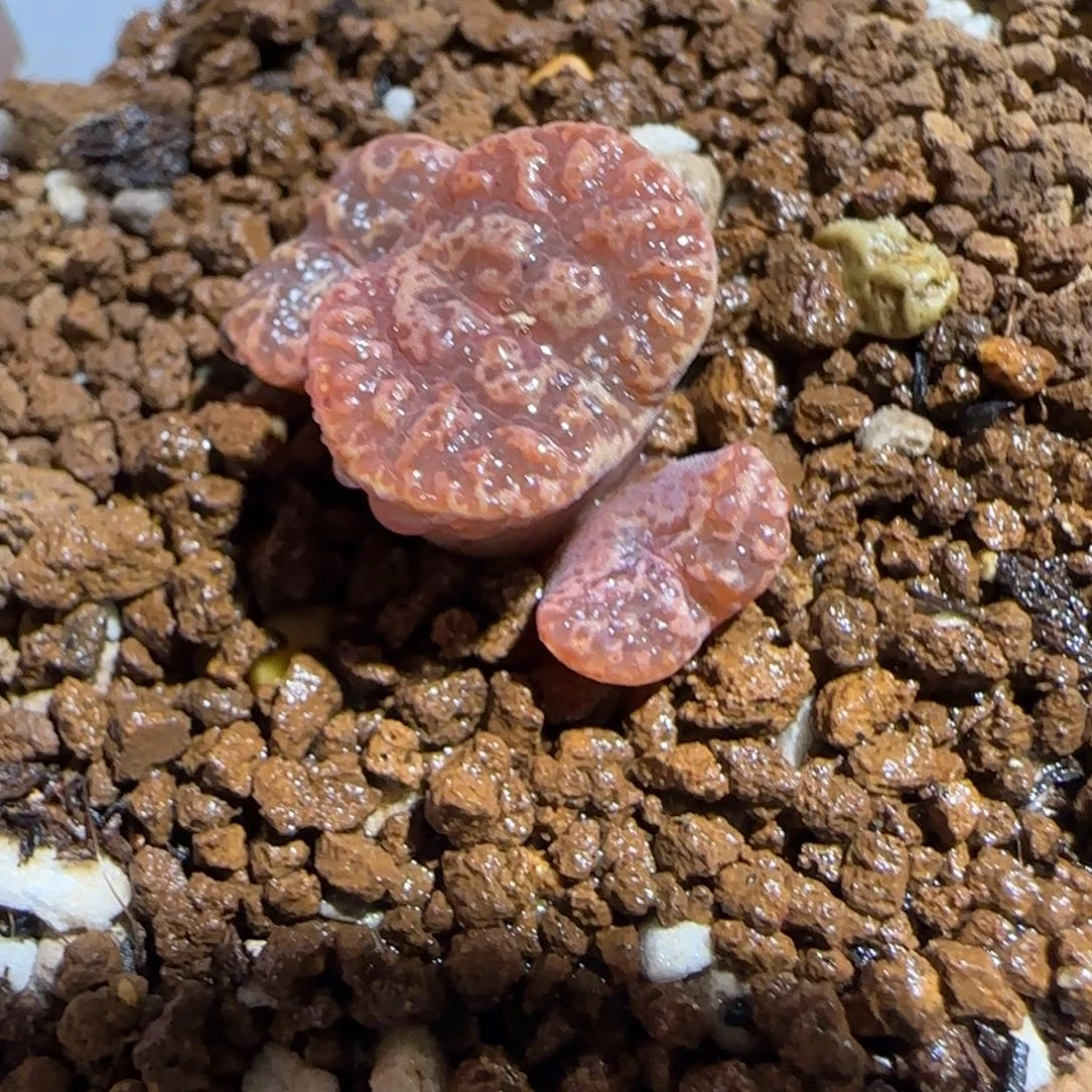 肉锥多肉植物组合-超级泡泡勋98