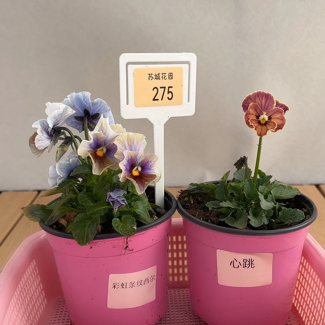 大部分开放少量花苞275