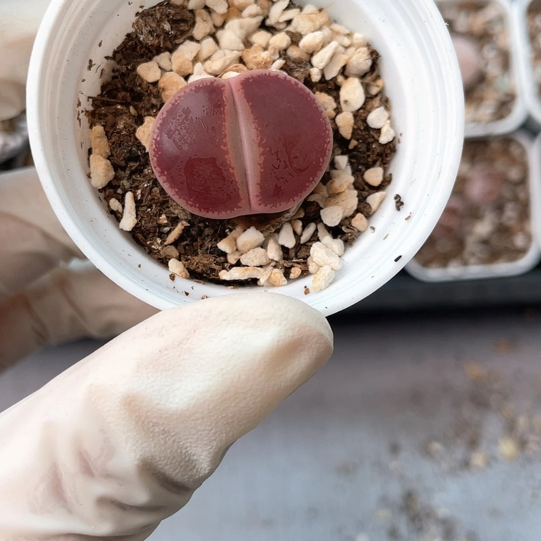 8112大棚清仓甩卖了2.3