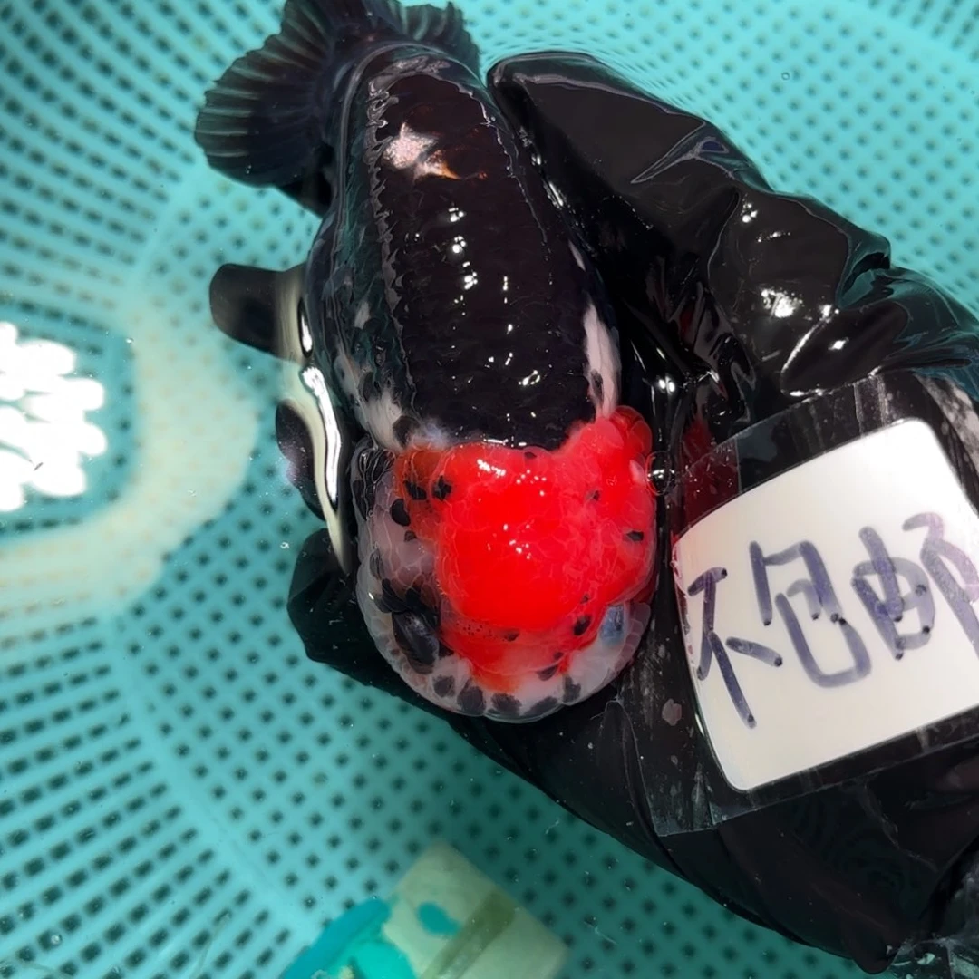 金鱼青****木运费自理不包邮