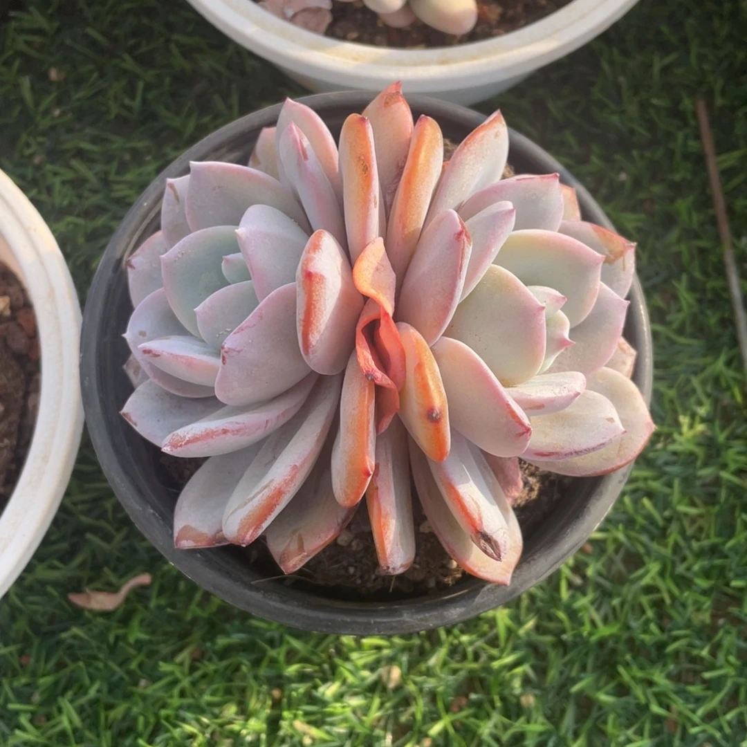 奶茶冠幅11 公分一物一拍