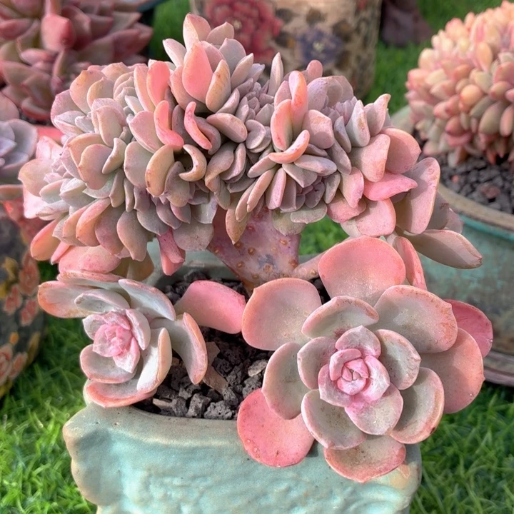 多肉植物 樱花季缀-4