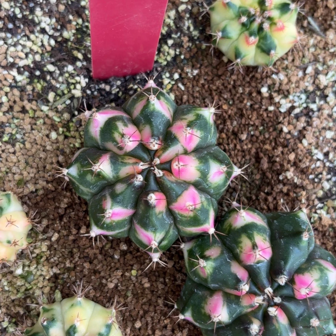 L548-0103泰国发货 磨砂玻璃