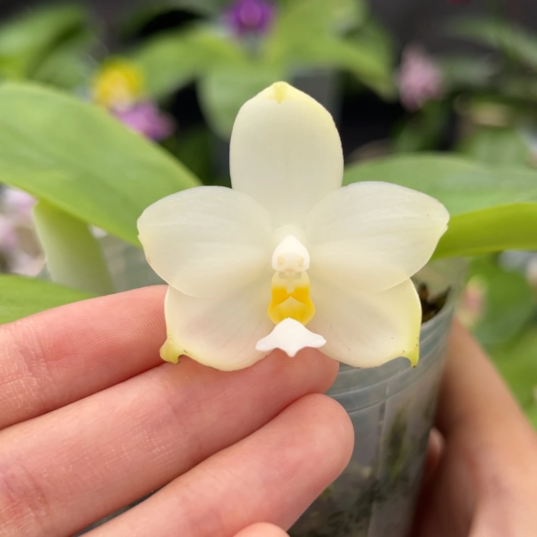 完全开放2.5寸荧光狗开花株