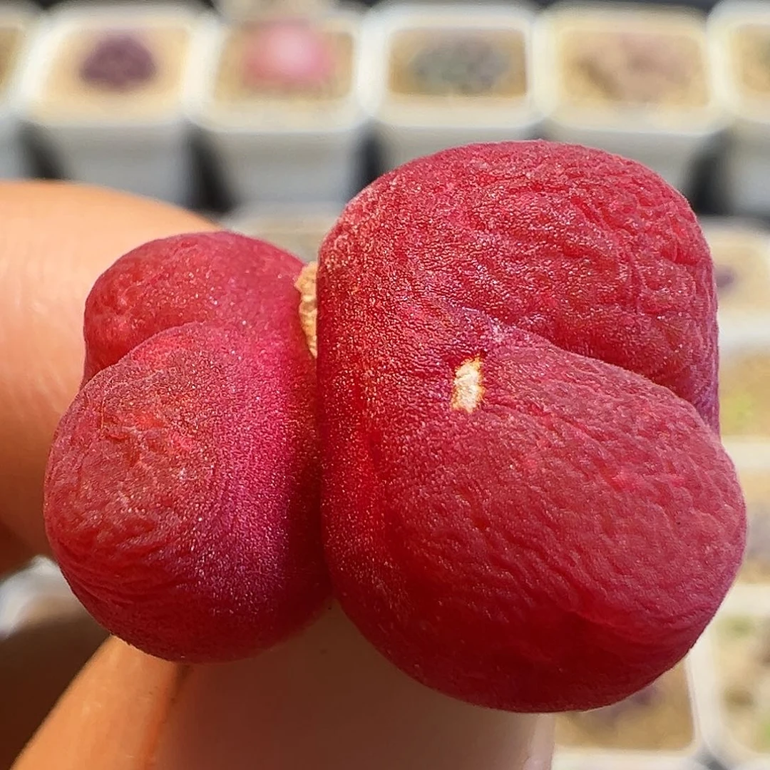 46多肉植物百科知识水蜜桃