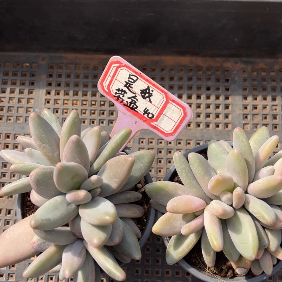 是***、是我带盆。