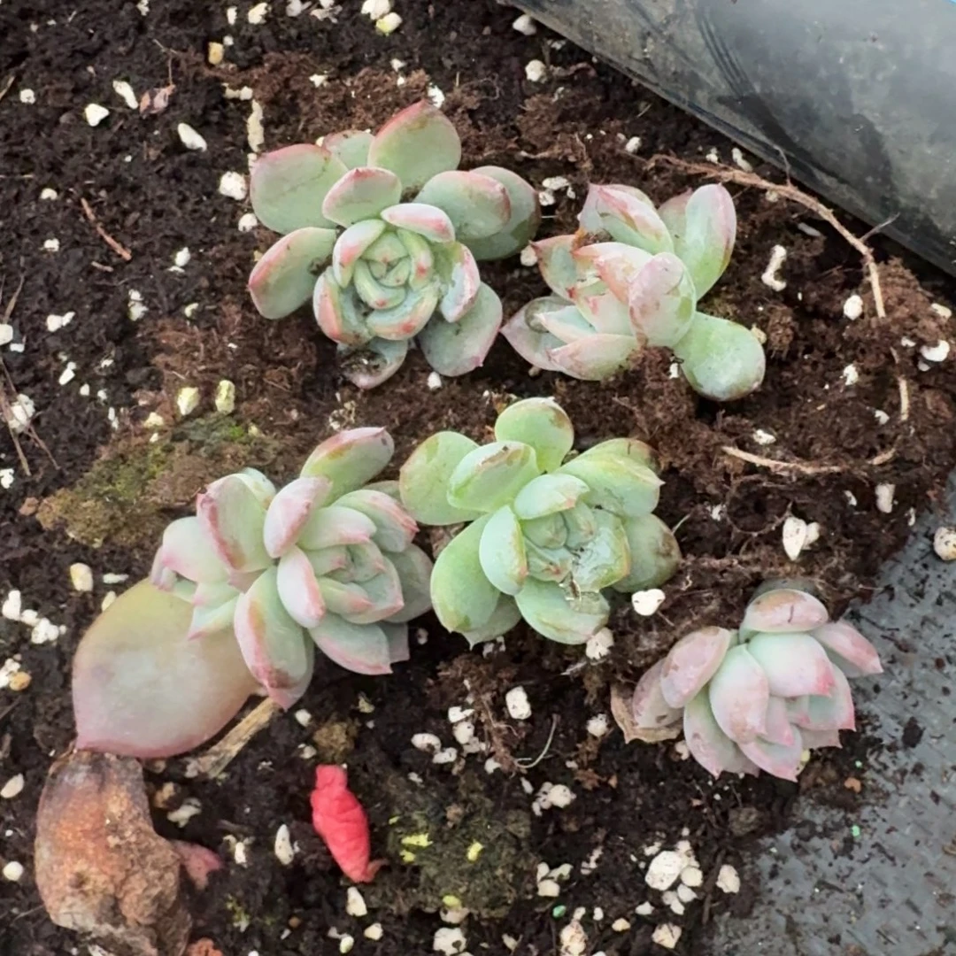 红鸾叶插五颗量拍8-54