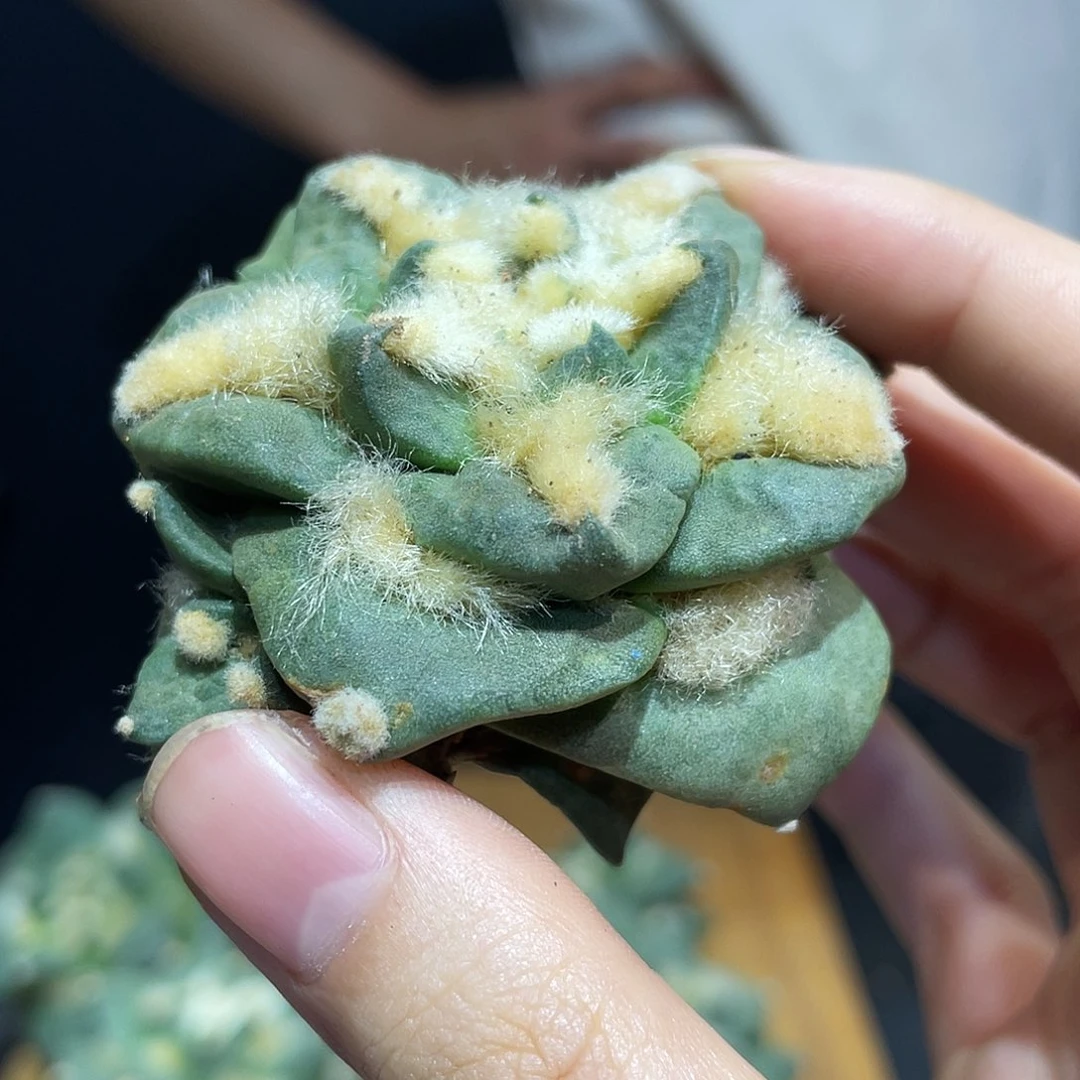 12号自根练手牡丹福利