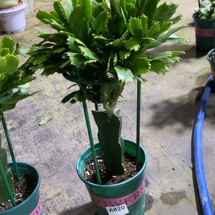 当前无花栽培后可以开花820雅思