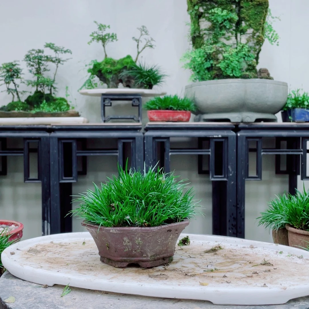 无铅玻璃用****5铁线蕨的一个分支叫做金黄色