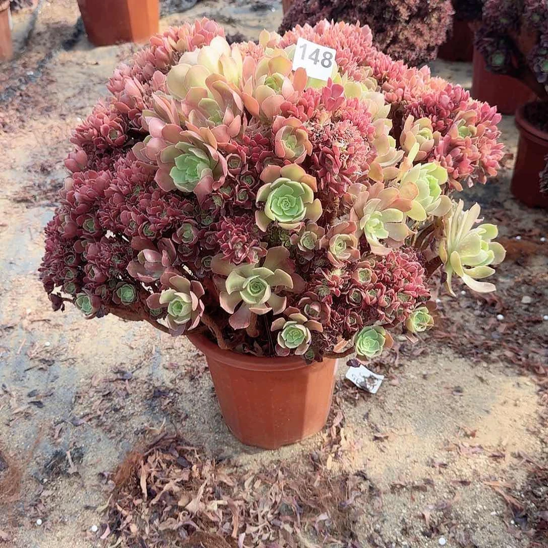 148火玫瑰朵朵有伤一颗呀呀