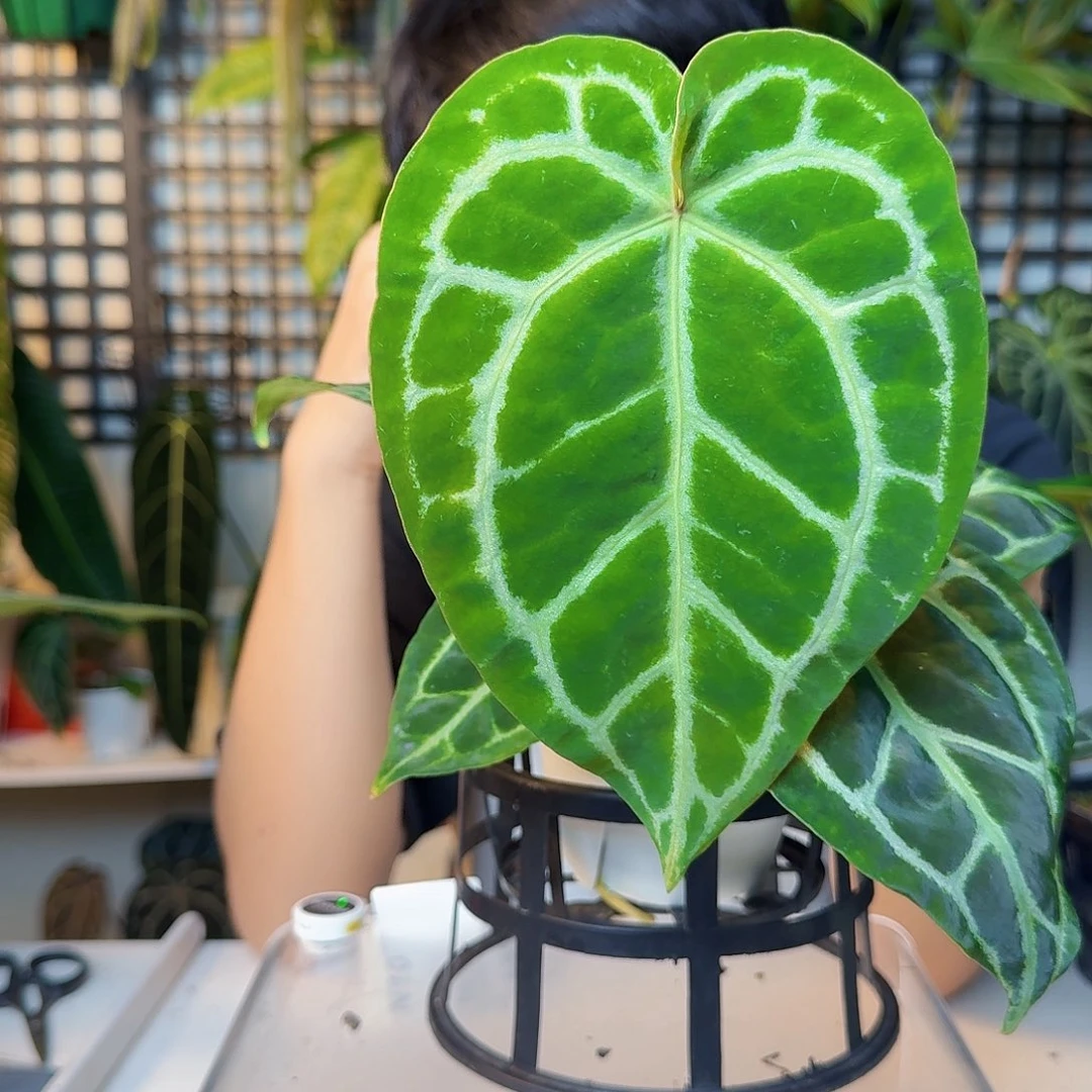 啧***-完全开放一物一拍N98