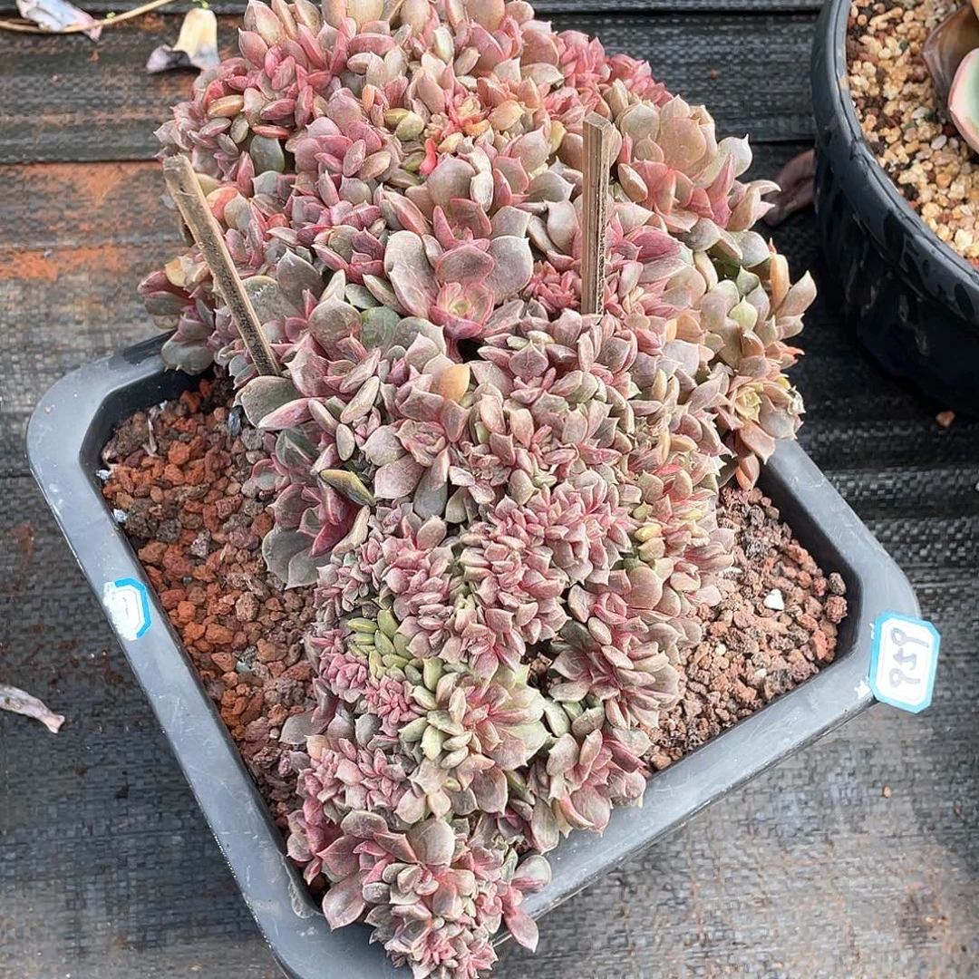 959大红袍缀化 一物一拍多肉