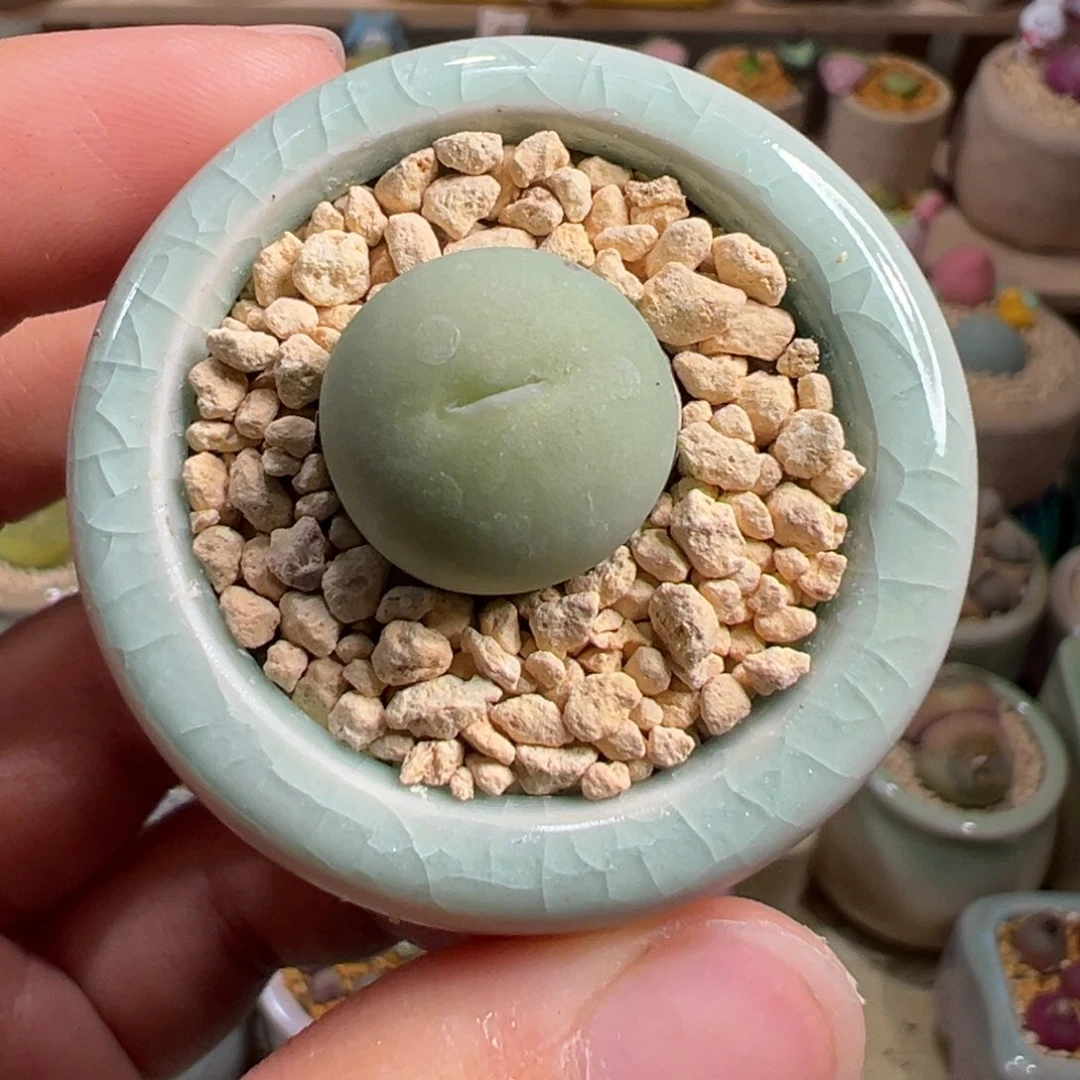 多肉植物10号鸽子蛋