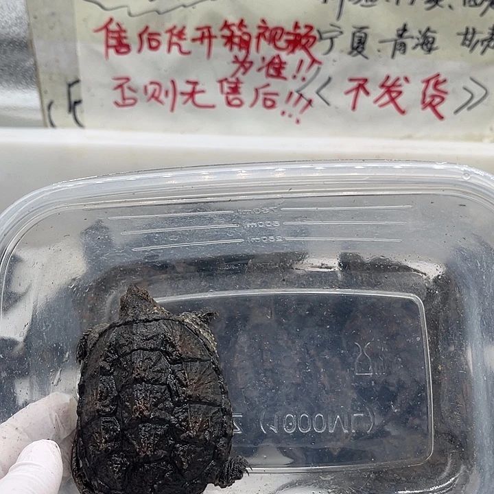 不分公母宠物龟6+3个杂佛鳄龟