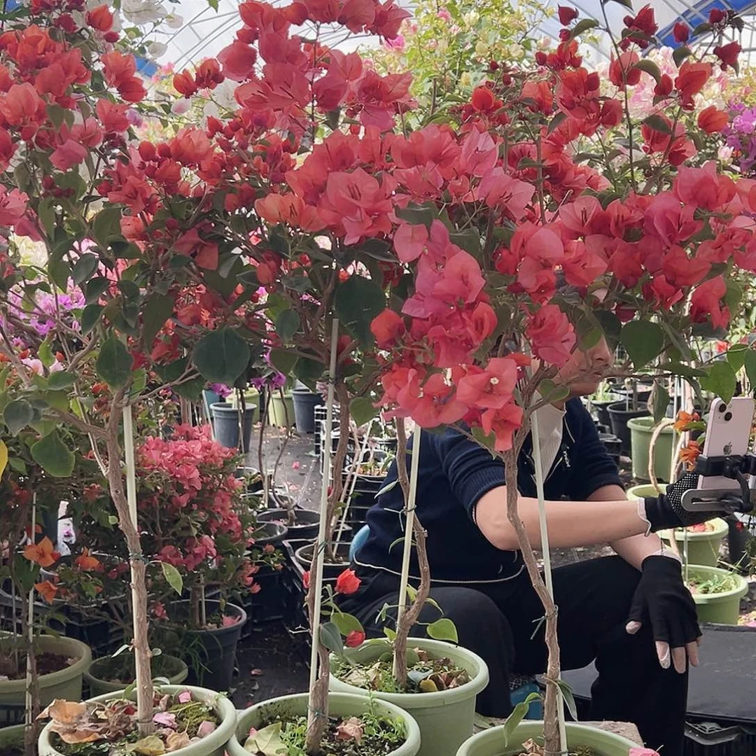 大部分花苞少量开放不甜西瓜棒棒糖一颗59.9