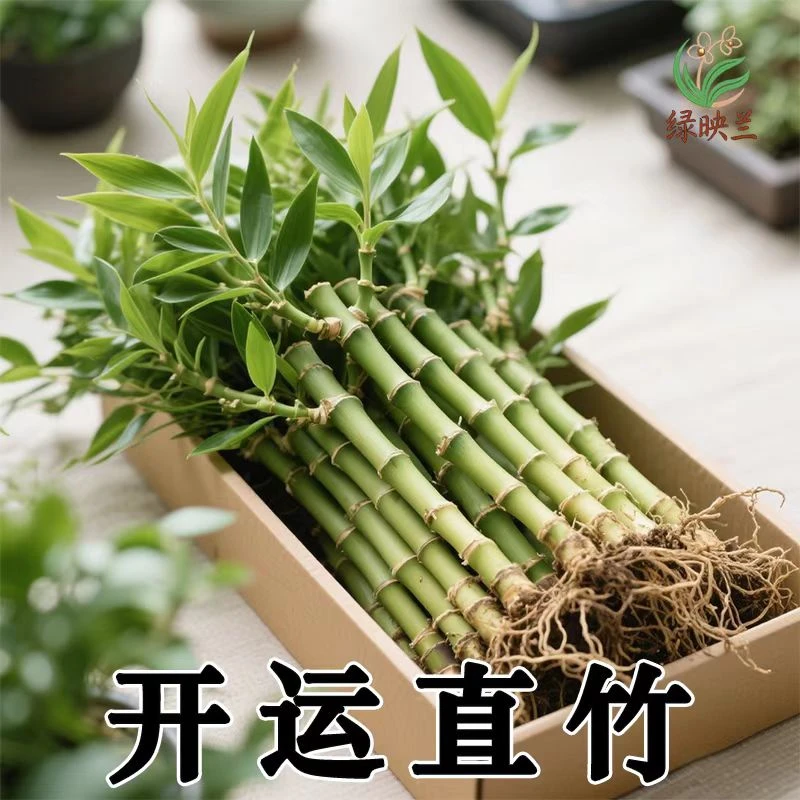 长芽带根开运竹水养富贵竹小号迷你水竹文昌竹水培易活绿植