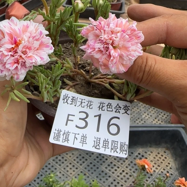 无花朵F316超小苗盆口10cm