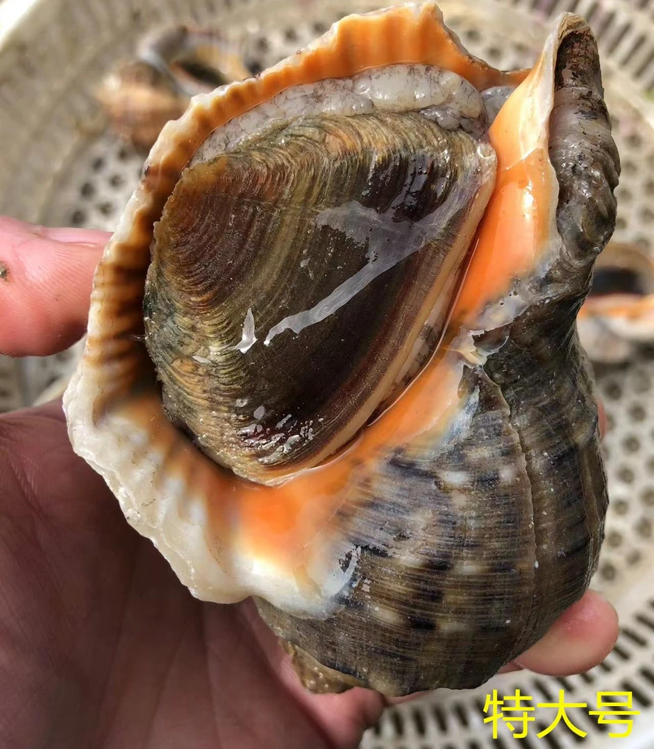 鲜活大海螺顺丰发货新鲜现捕鲜嫩脆爽