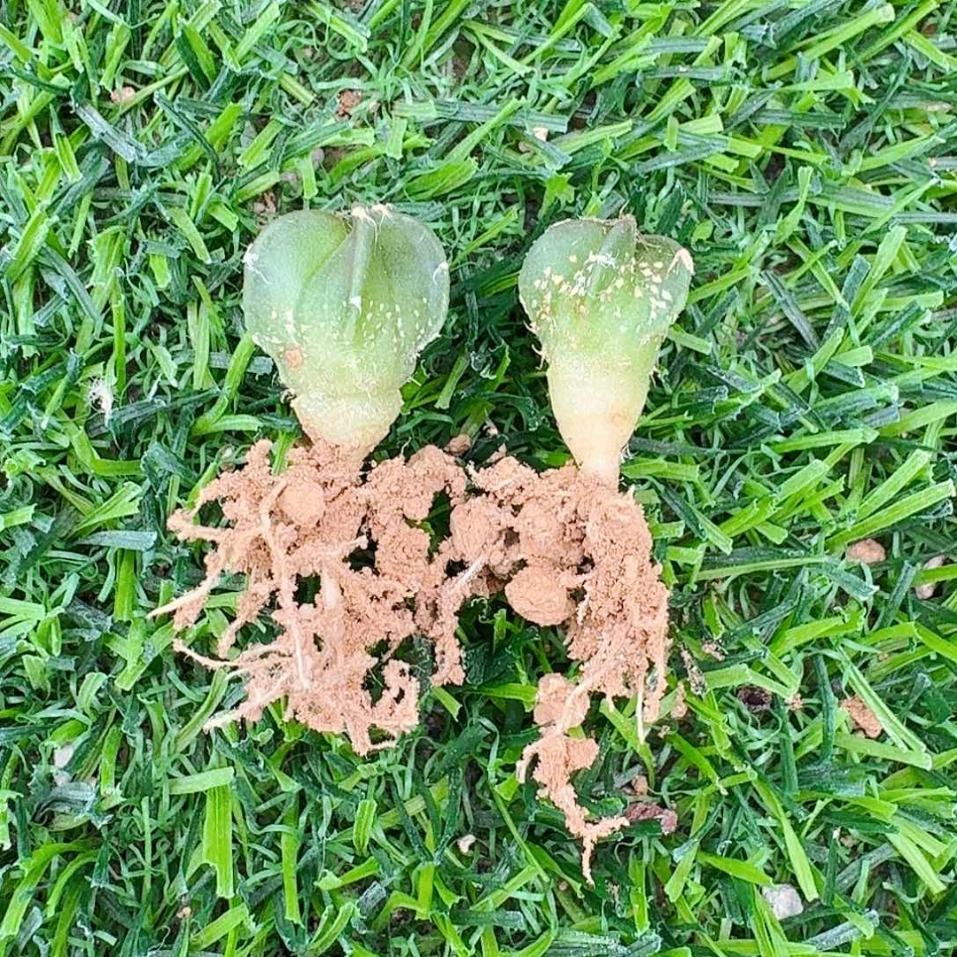 M***梁直播间，福利，专拍，