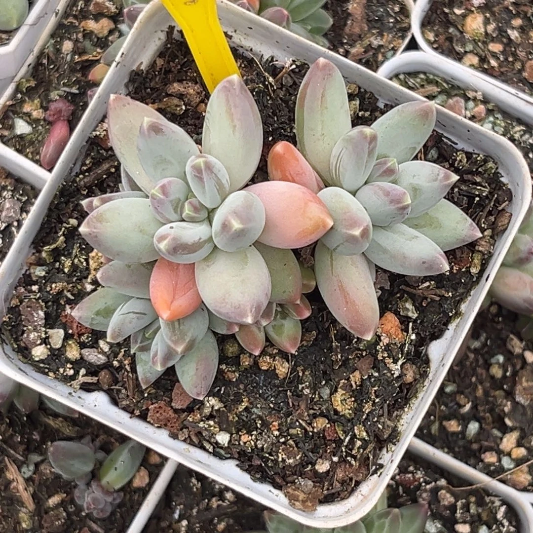多肉植物星空美人930