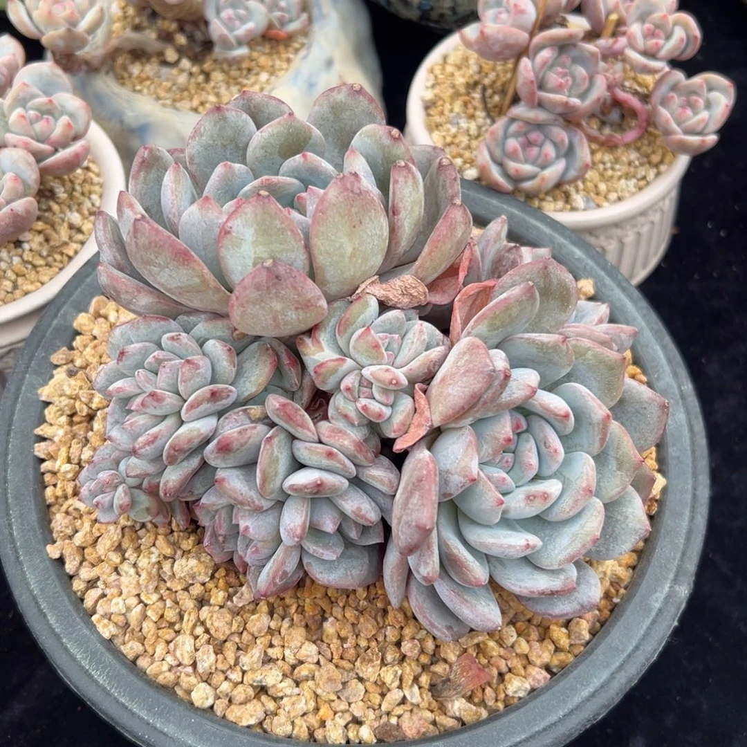 新年快乐 新年快乐