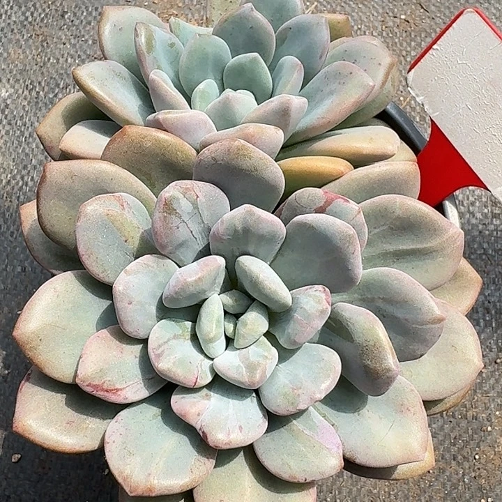 白鹿石化锦540多肉植物