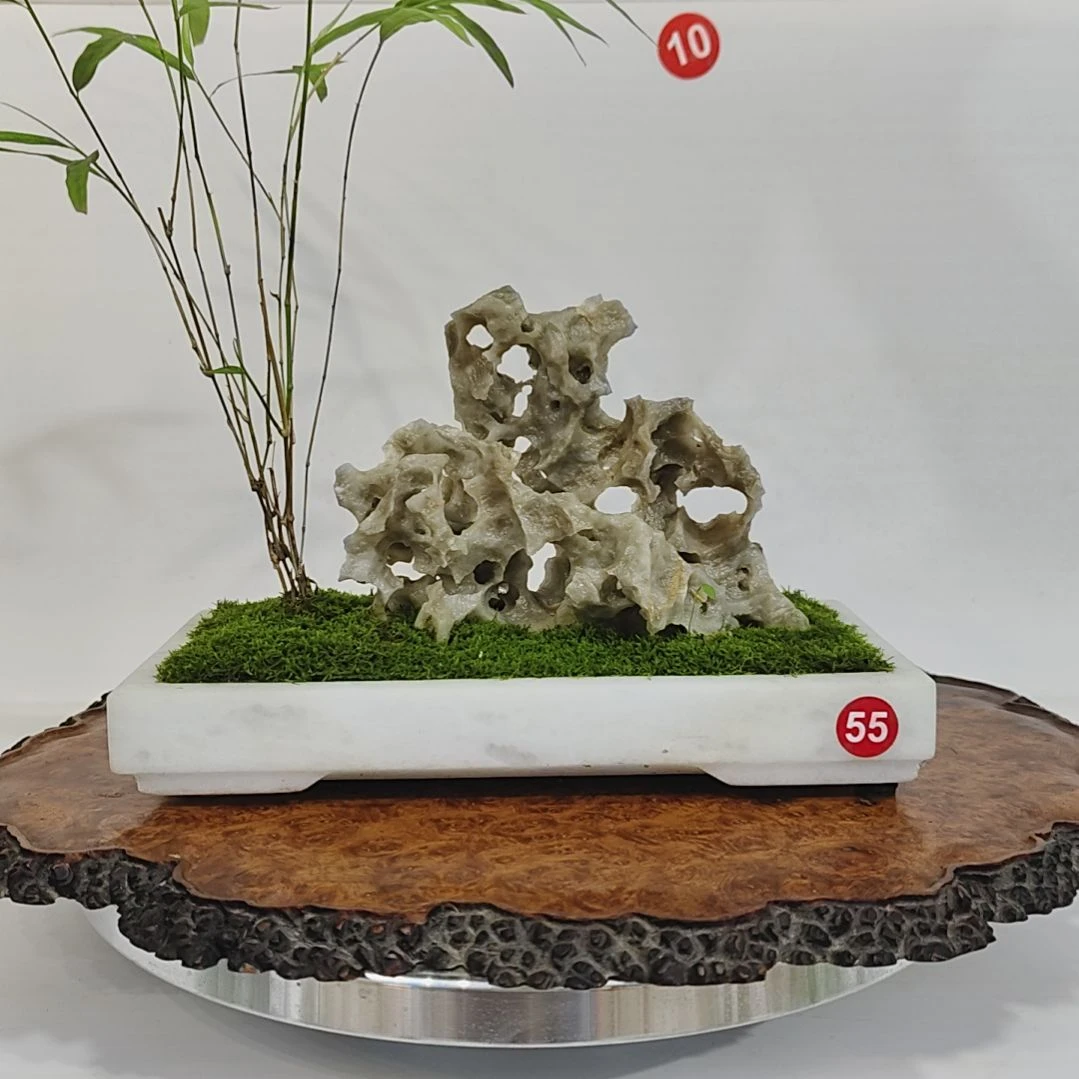 无花朵盆景，内门竹，玉玲珑