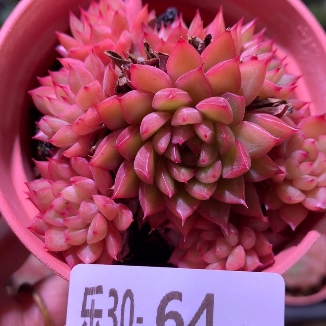 乐然30-64 女雏群