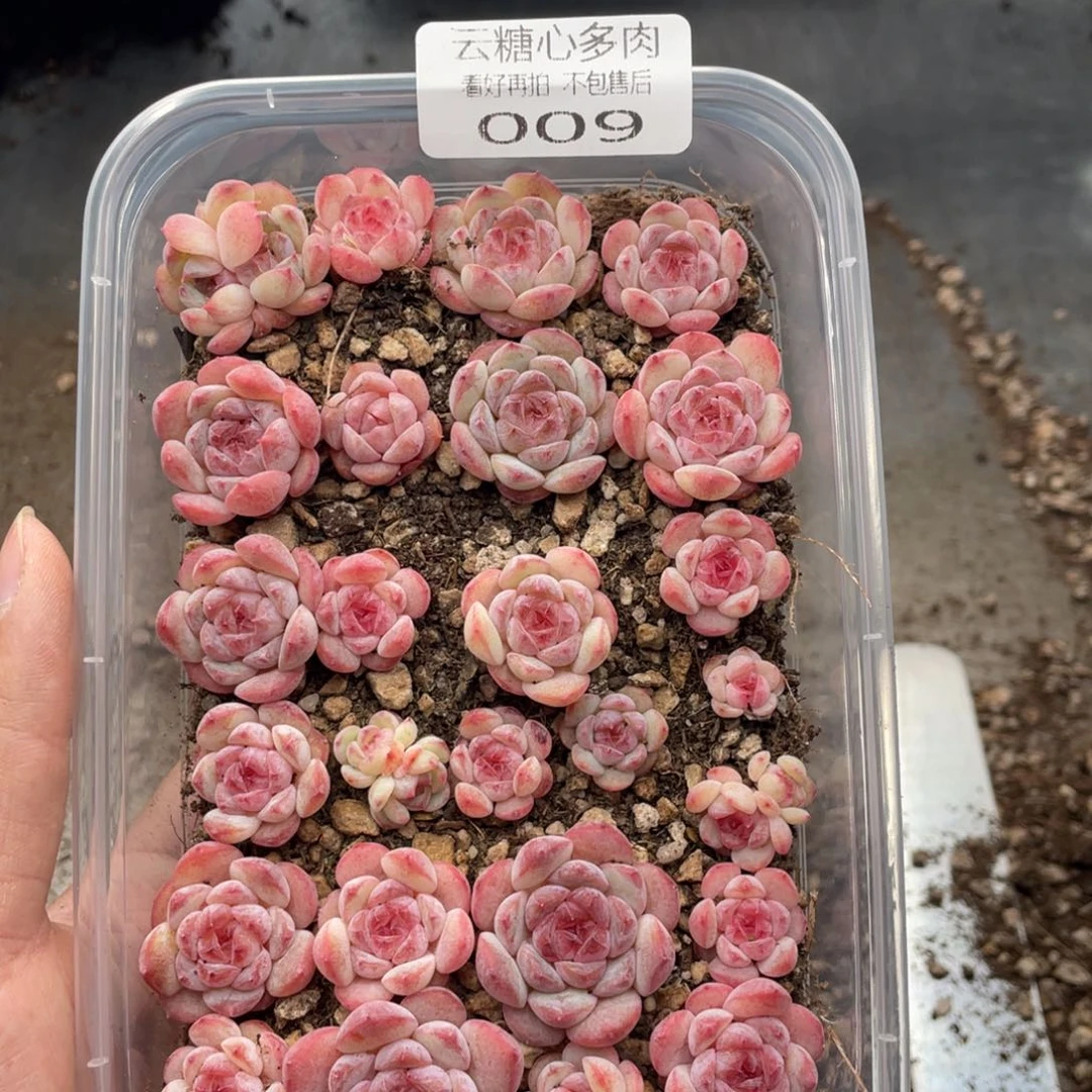 云糖心多肉植物009