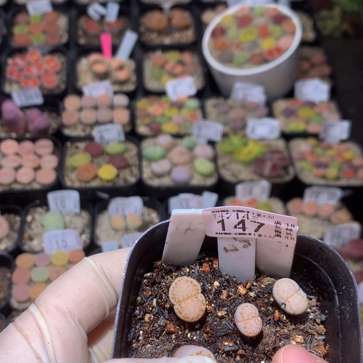 碎***?精品生石花214.147