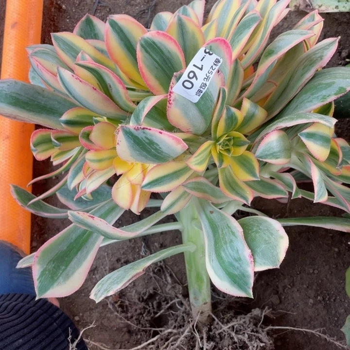 ?*160灿烂多肉12345678